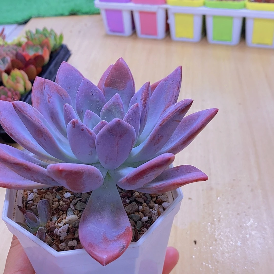 无花朵多肉植物奥普琳娜120