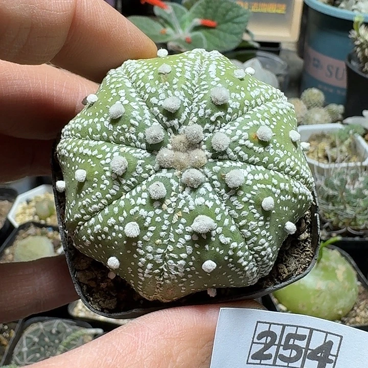 254海星兜带盆发货