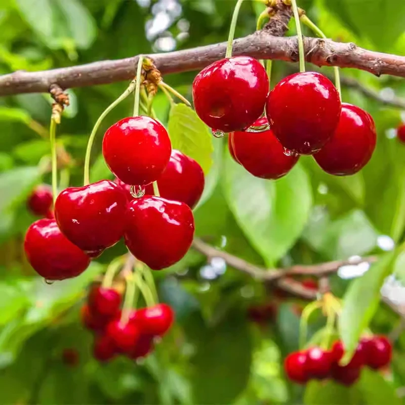 芊芊花园 盆栽南方可种乌皮  黑珍珠原盆原土发货