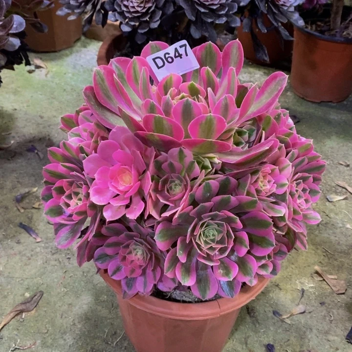 香妃多肉植物.647