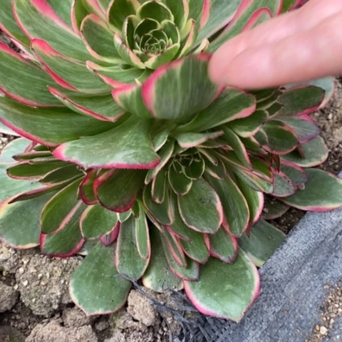 71粉花妖满25包邮多肉