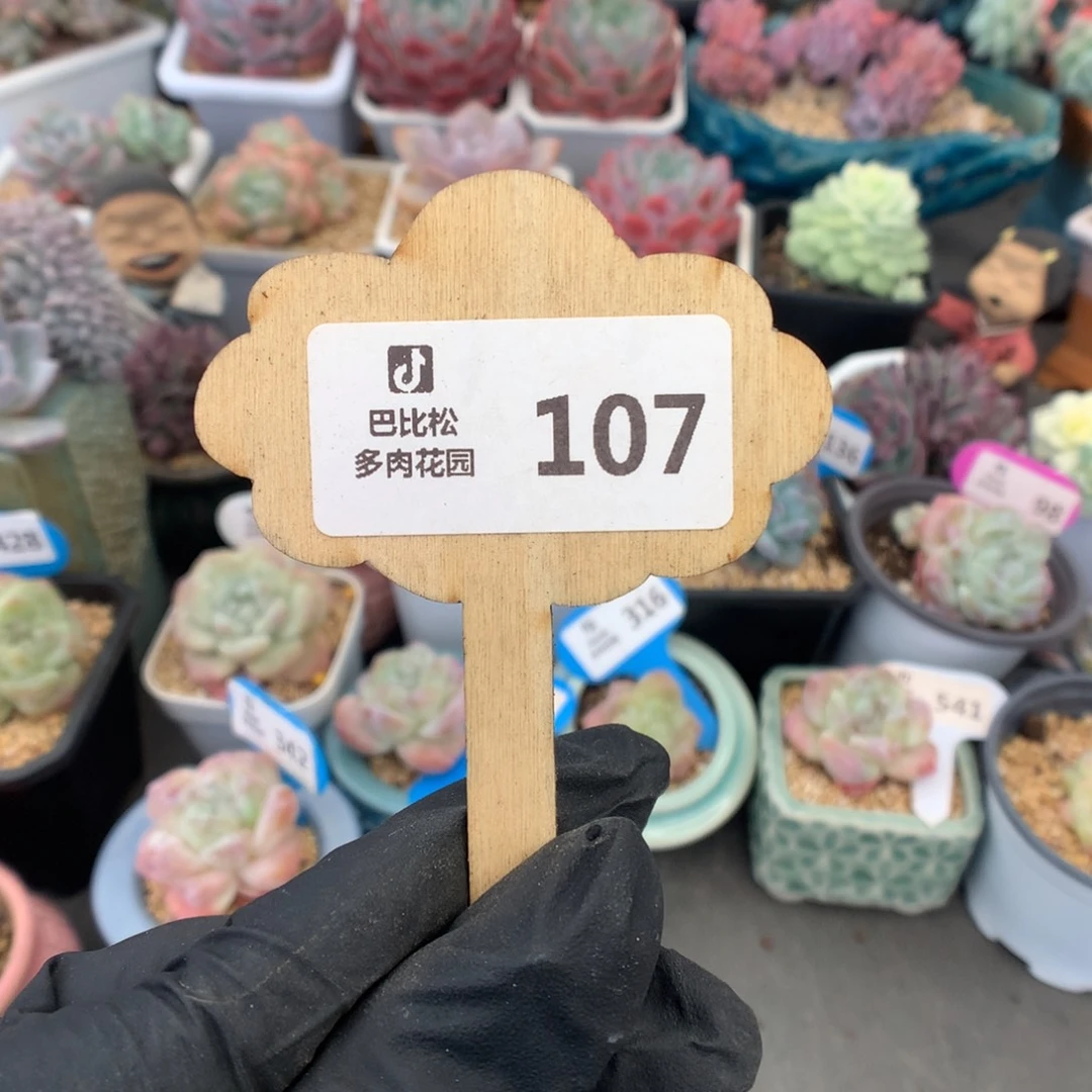 我***哈107 一颗橙子发发发❤️