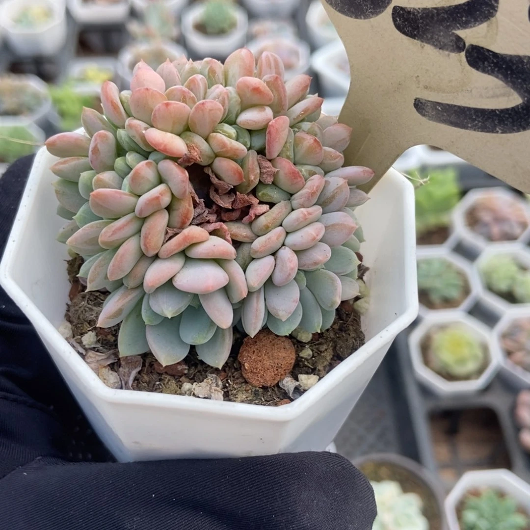 523粉珍妮缀多肉植物保护