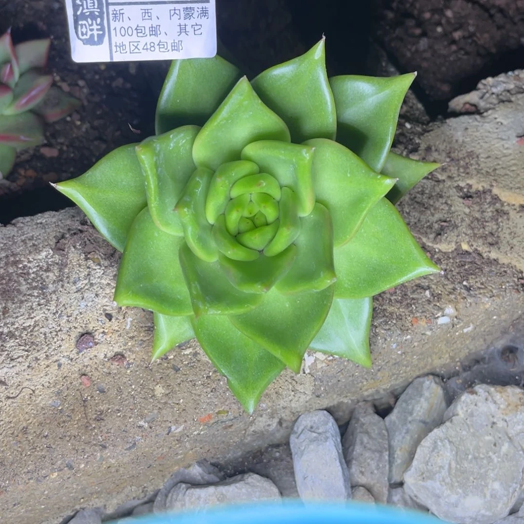 150………………………………新蒙玛丽亚