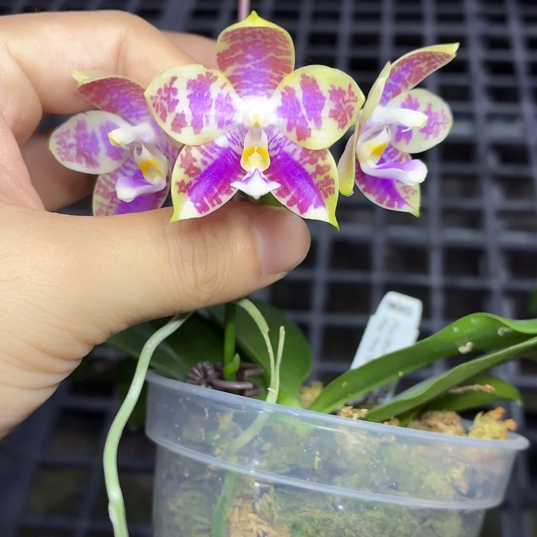 当前无花朵，栽培后可花朵A2160yss1233
