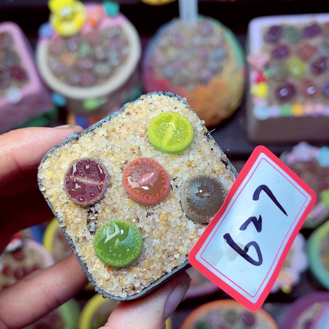 627生石花带盆发1