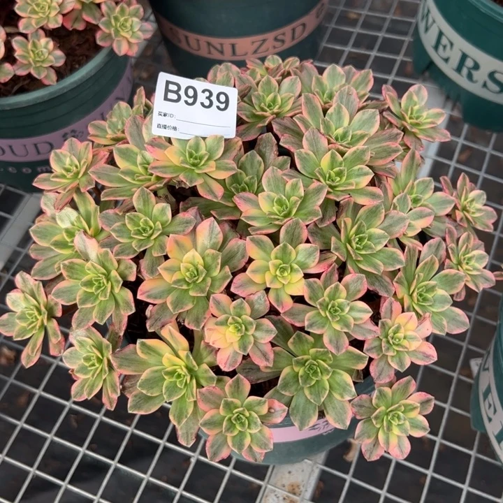 939甜茶22厘米左右
