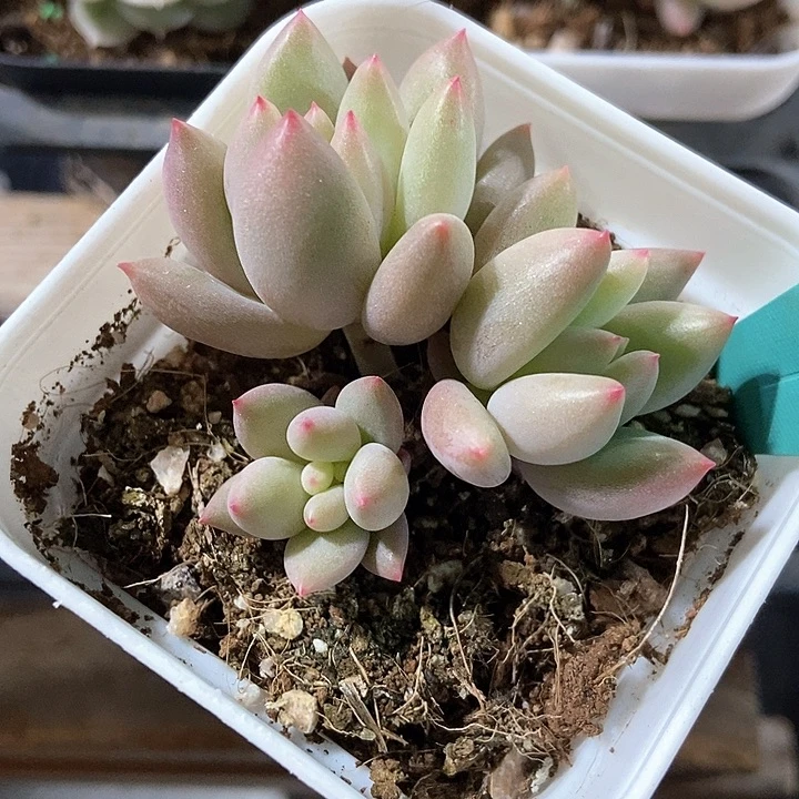 悠*光多肉植物1575多肉