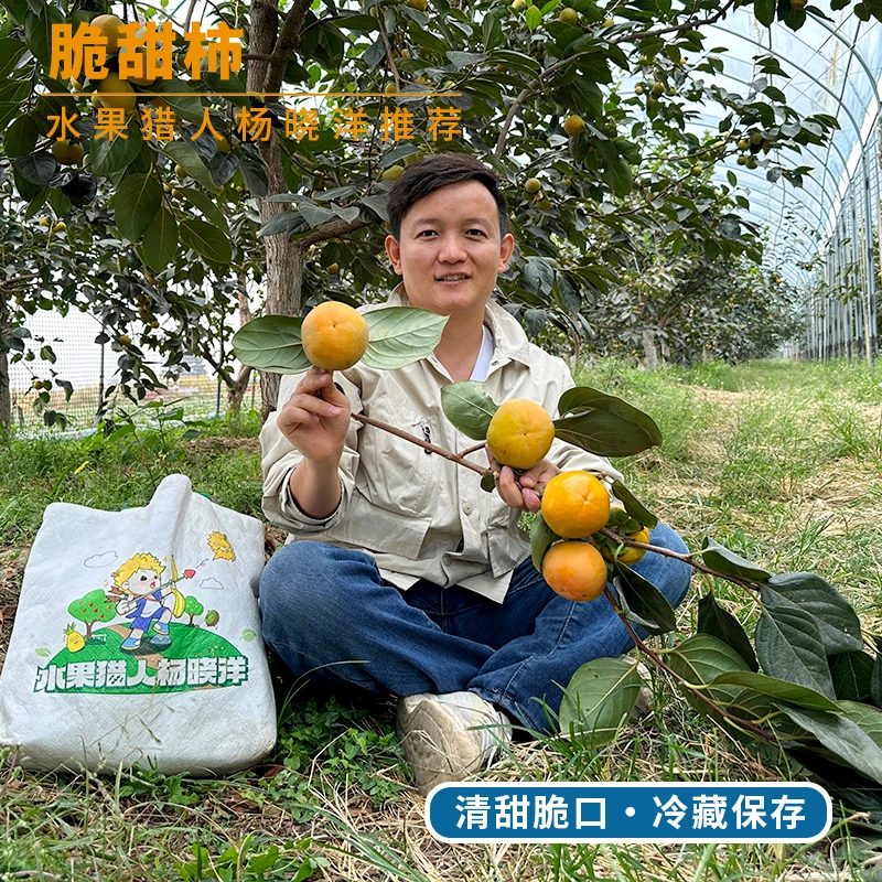 水果猎人杨晓洋脆甜柿 当季新鲜 削皮更好吃 山西甜脆柿子整箱
