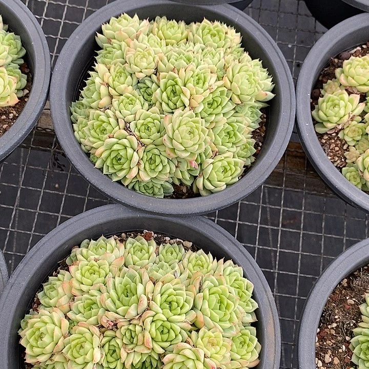 团   大盆  红女王