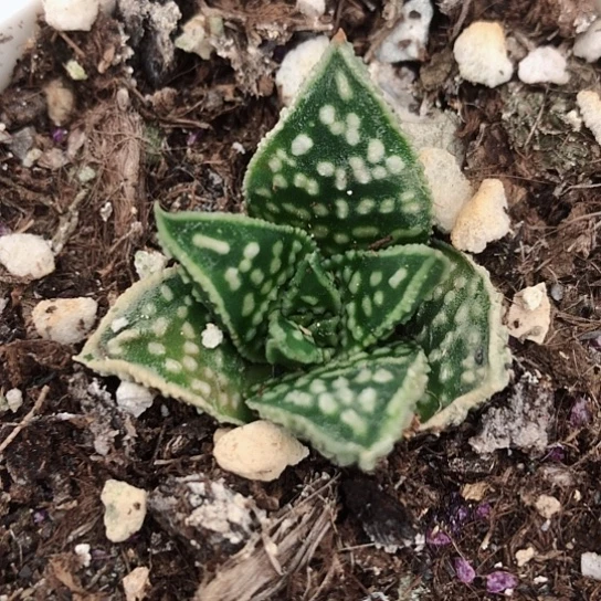 ω****…流星硬叶带盆发货多肉