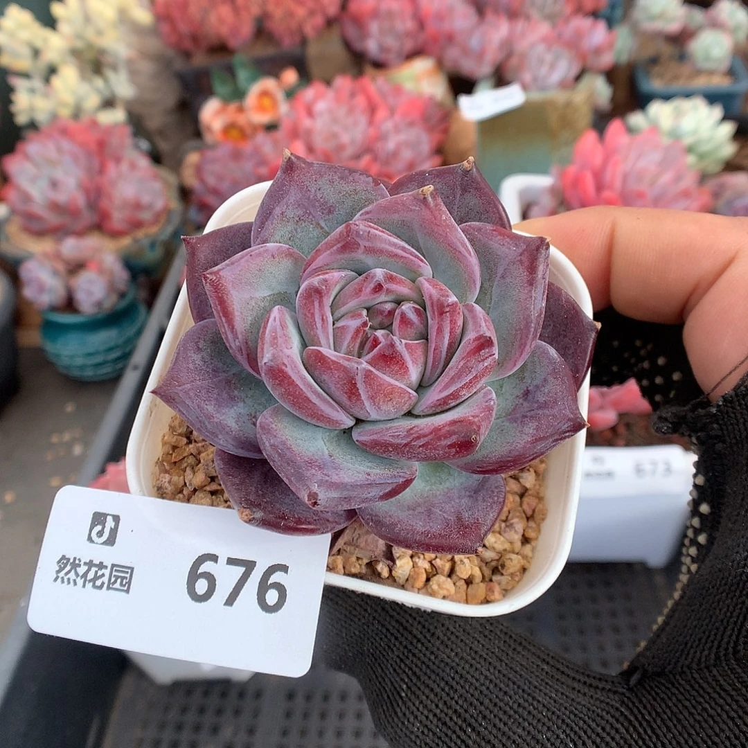 676拉糖多肉植物66666