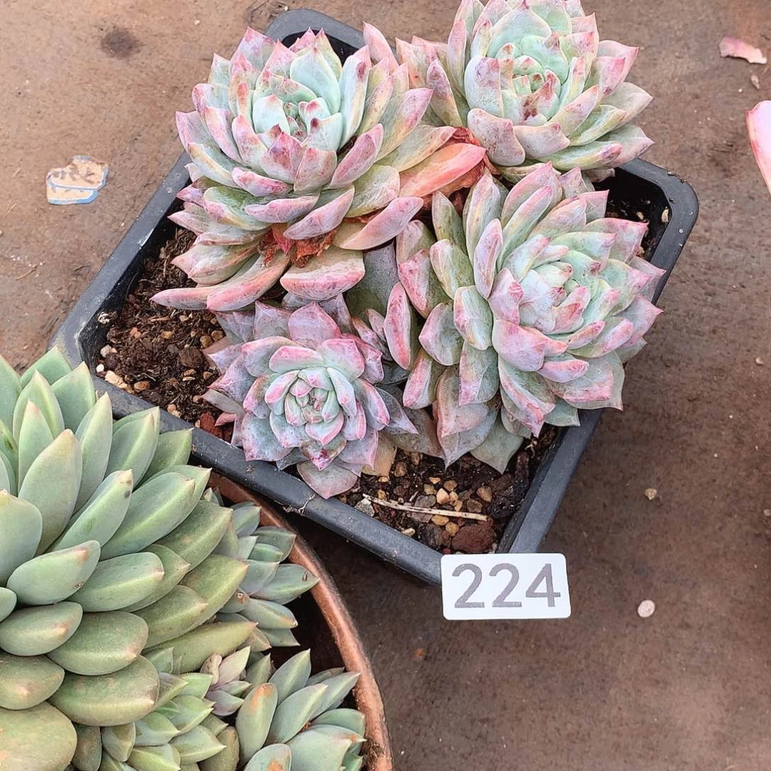 224蓝鸟 一物一拍多肉