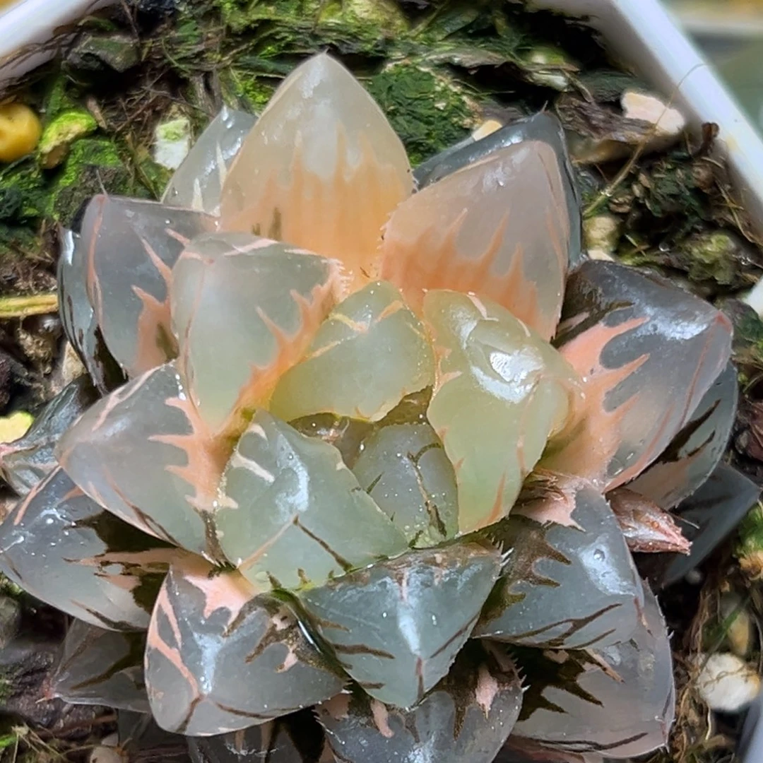 恭喜发财大吉大利0489