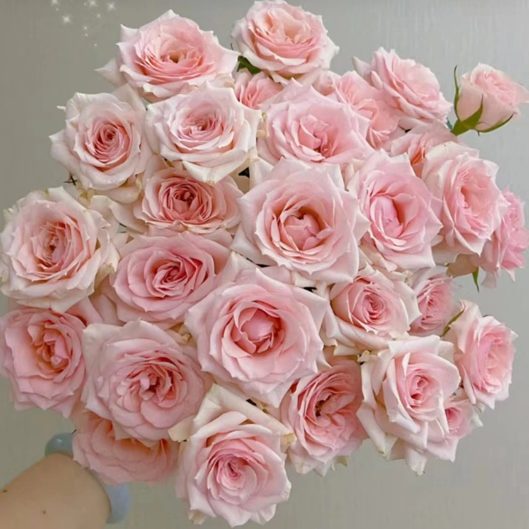 花+生活【星悦宝贝玫瑰】收到花第一时间醒花哟插花养护艳丽