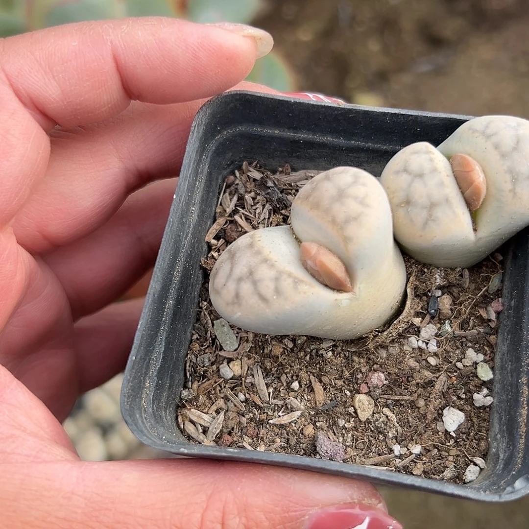 多肉植物生石花双头