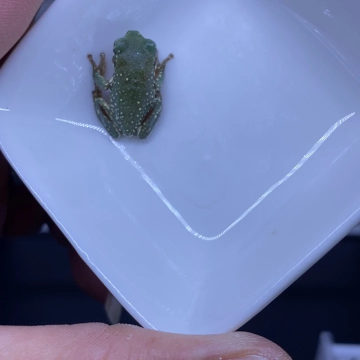 老爷树蛙澳蓝雪花2