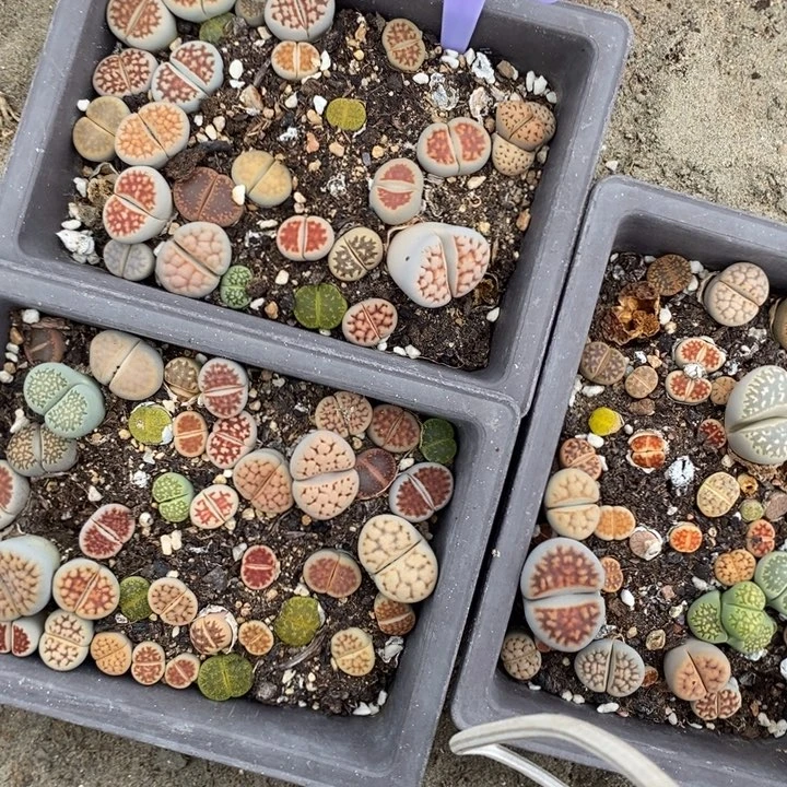 还***。生石花小苗叶小838