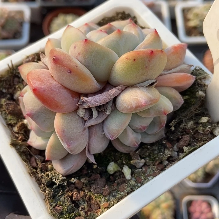 977石榴籽多肉植物保护