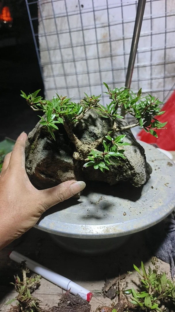 水杨梅批发66666666