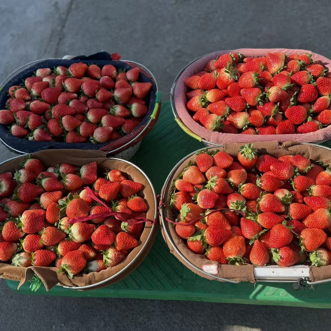 九香草莓（8两）