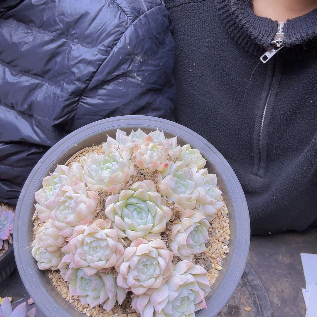 月影一物一拍一物一拍