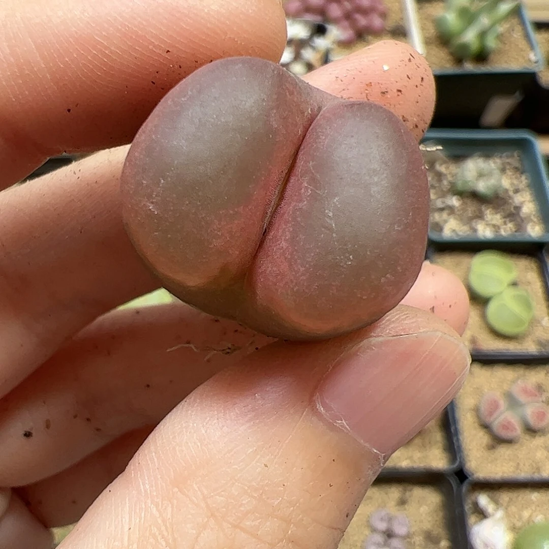 【闪购商品】120 毛毛