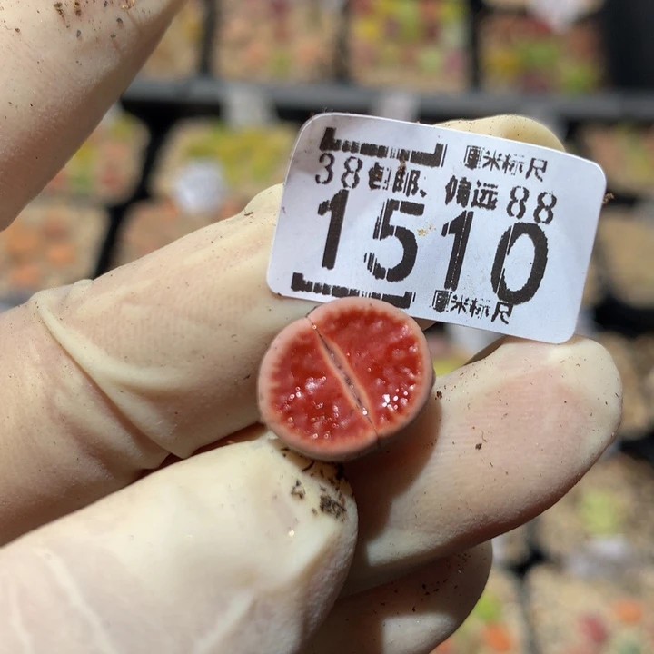 ?****七Zzz精品生石花1510