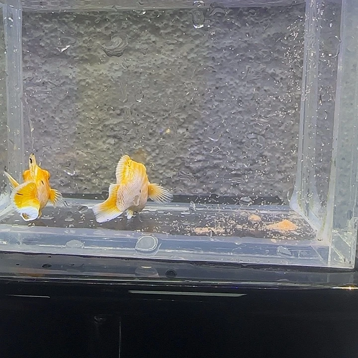 孔雀鱼黄金圆尾。82号