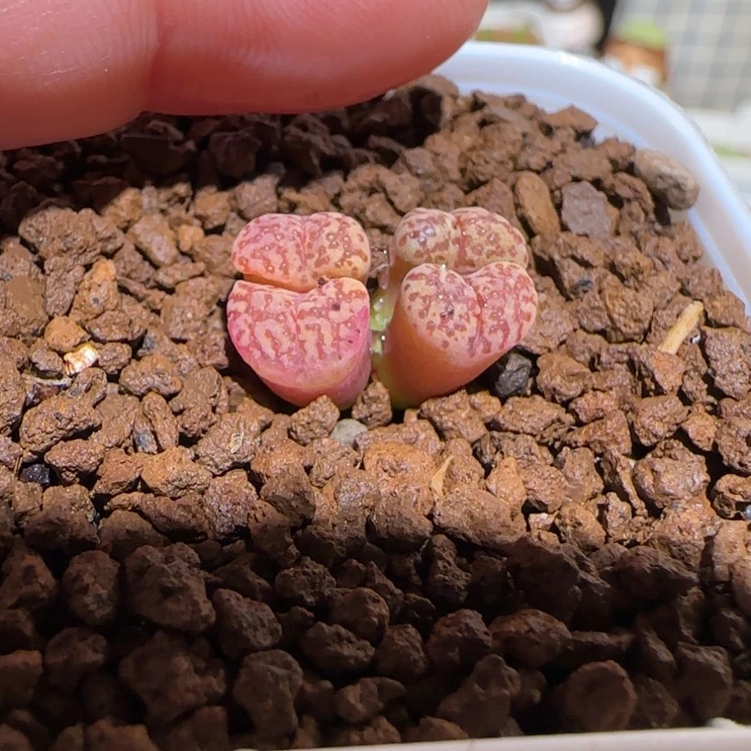 肉锥多肉植物好看-优选鸟47