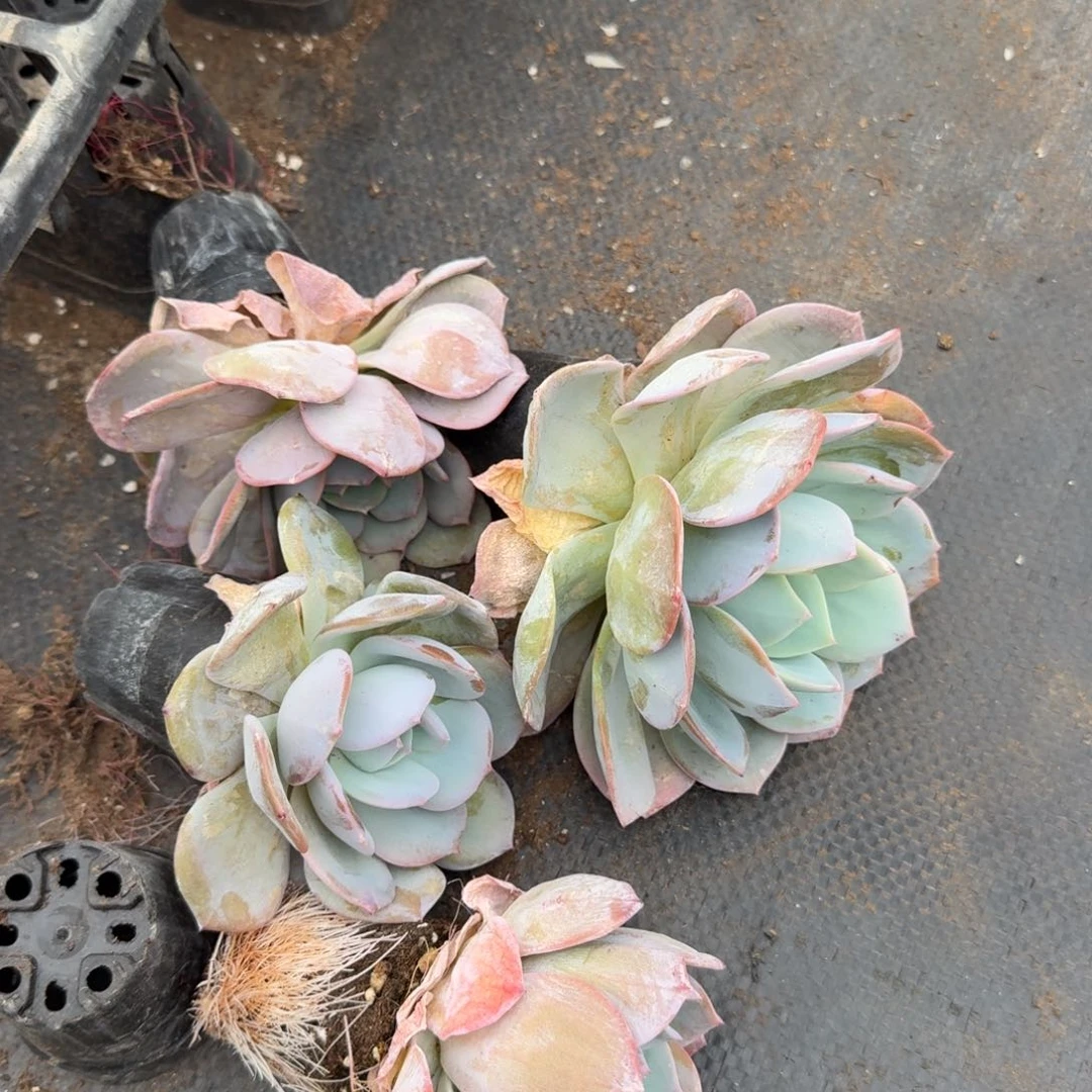雪姬小绿菜四颗量拍28-4左五