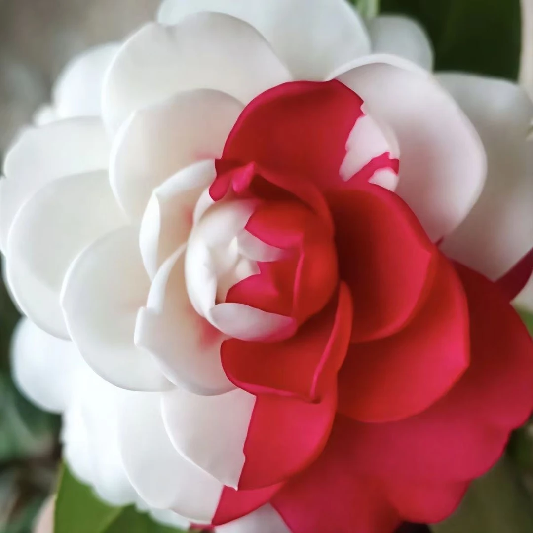 超五山茶花盆栽耐寒好养活适合室内阳台种植