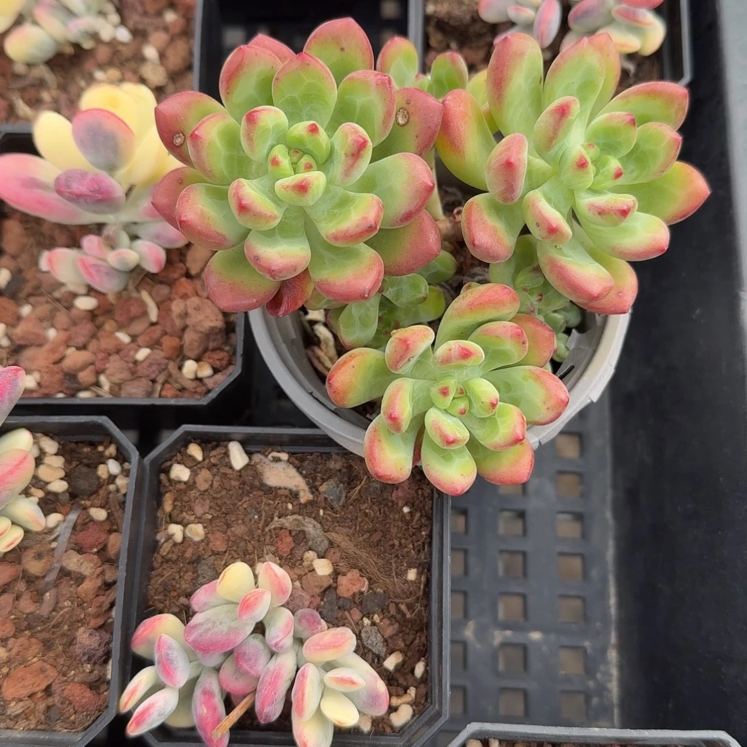 汤姆猫多肉植物精品