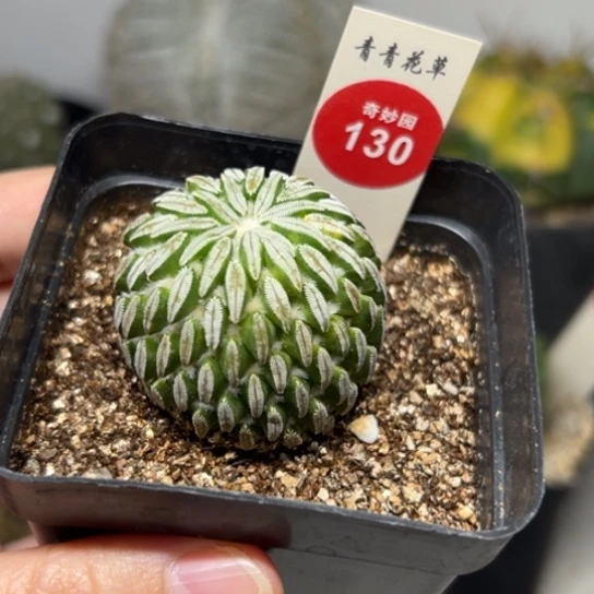 自根精巧丸3.8cm