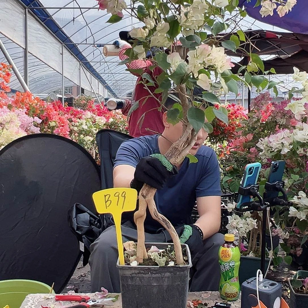 沙***者大部分花苞少量开放B99绿樱