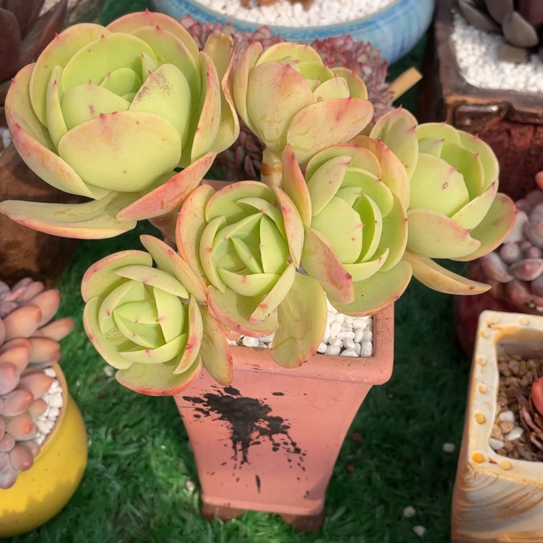 碧桃多肉植物盆栽多肉