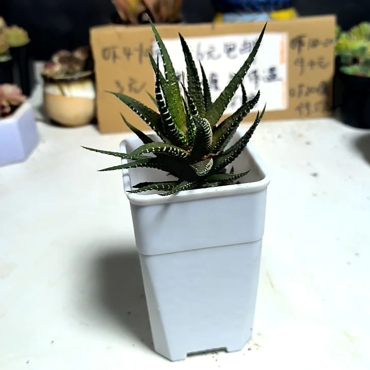 满6元包邮，十二卷大颗