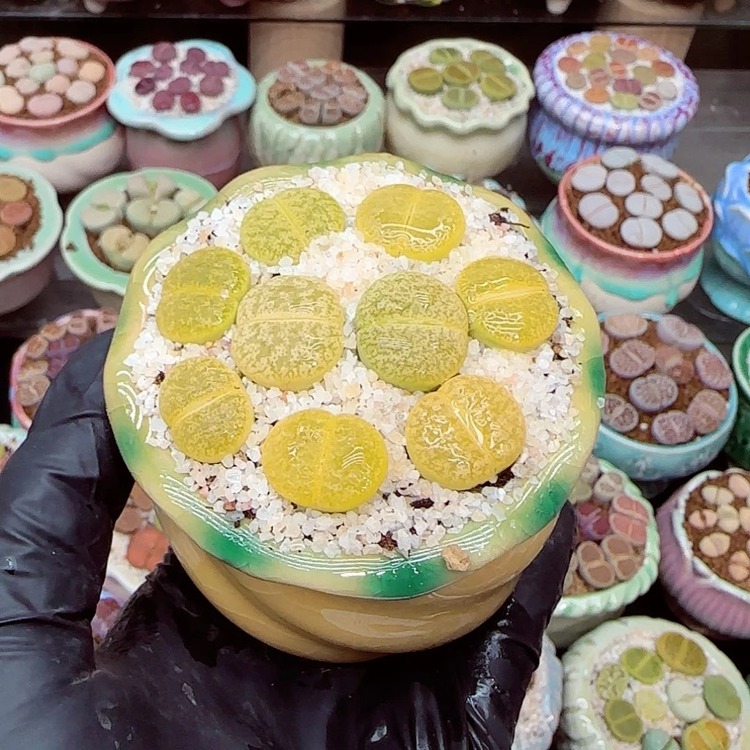 生石花满18包邮1229-109