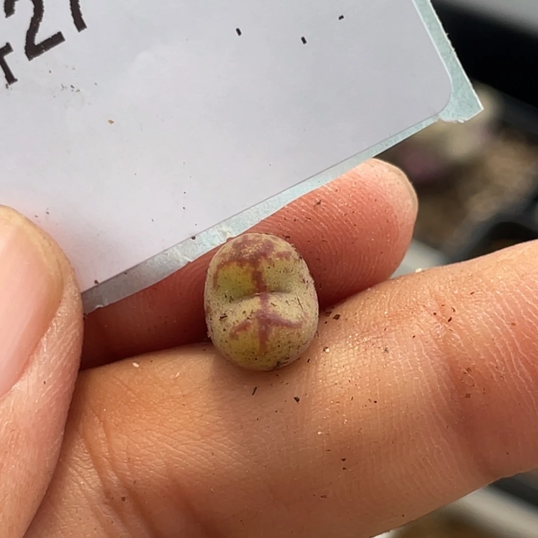 27-90毛杂多肉植物