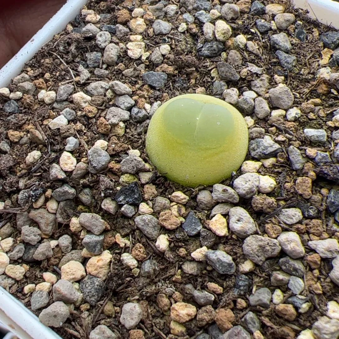 12.15拉登1.5多肉植物1