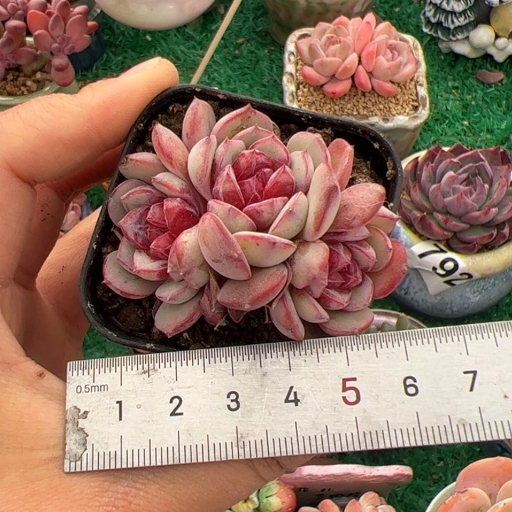 佳*玲068 多肉植物组合盆栽