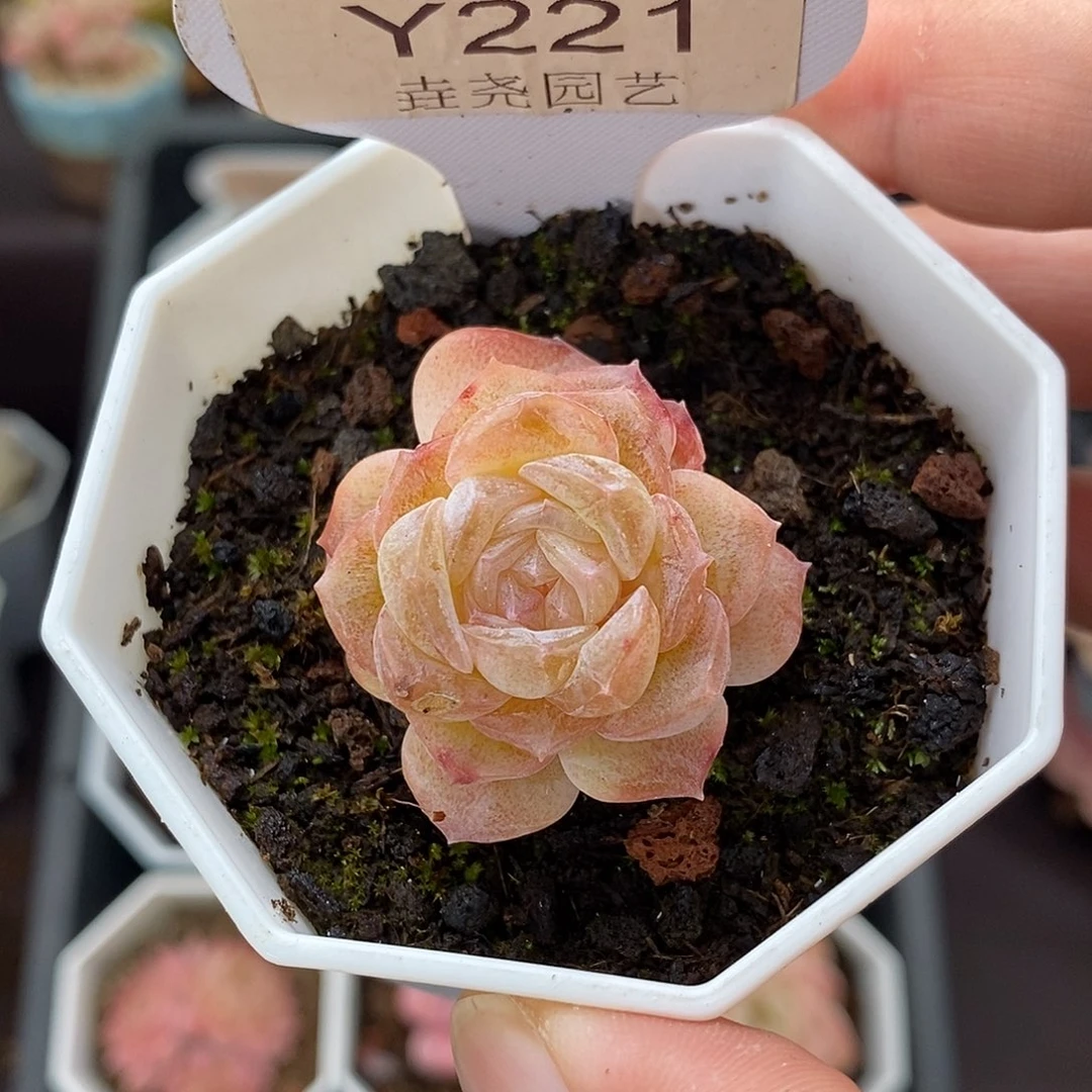 0221 冰贵妃 3cm