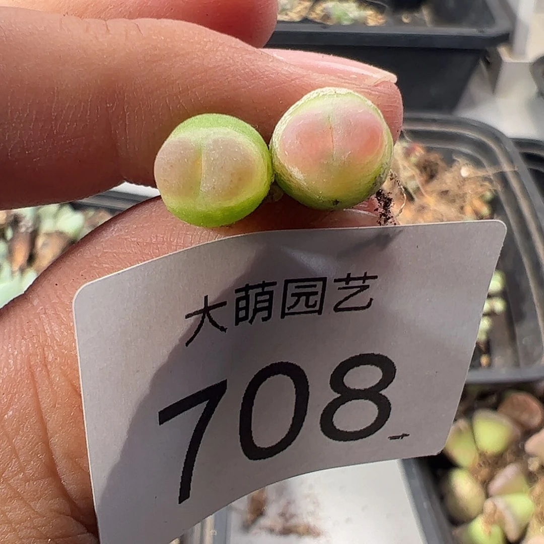 一物一拍默认微瑕。 708