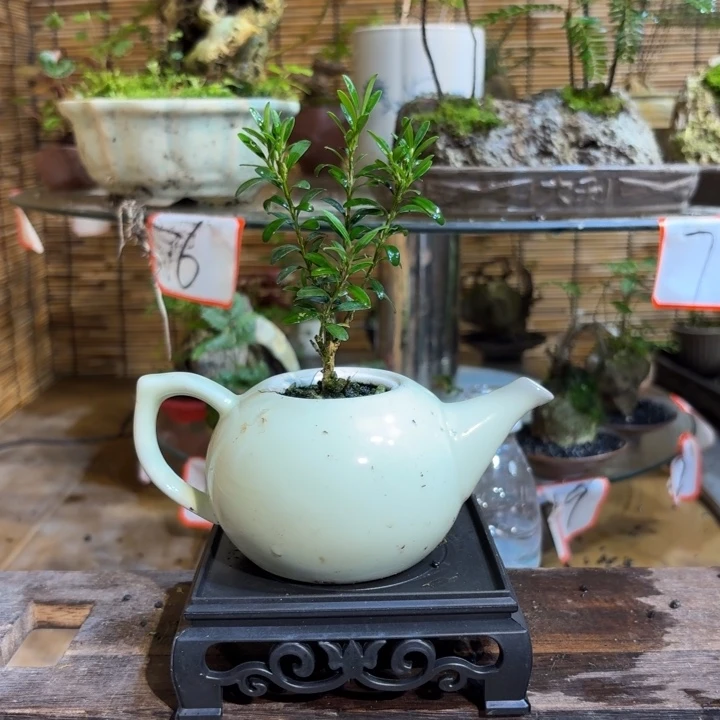 无花朵雷***3退款拉黑 一物一拍113