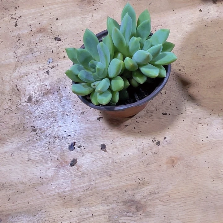 糖**爸0000000000000117