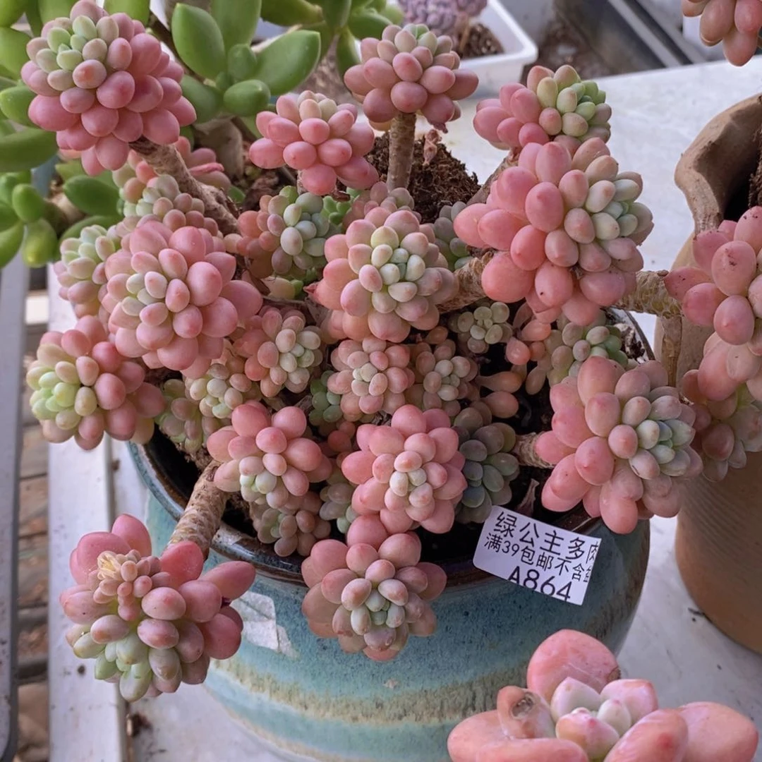 鱼子酱老桩18cm864多肉植物