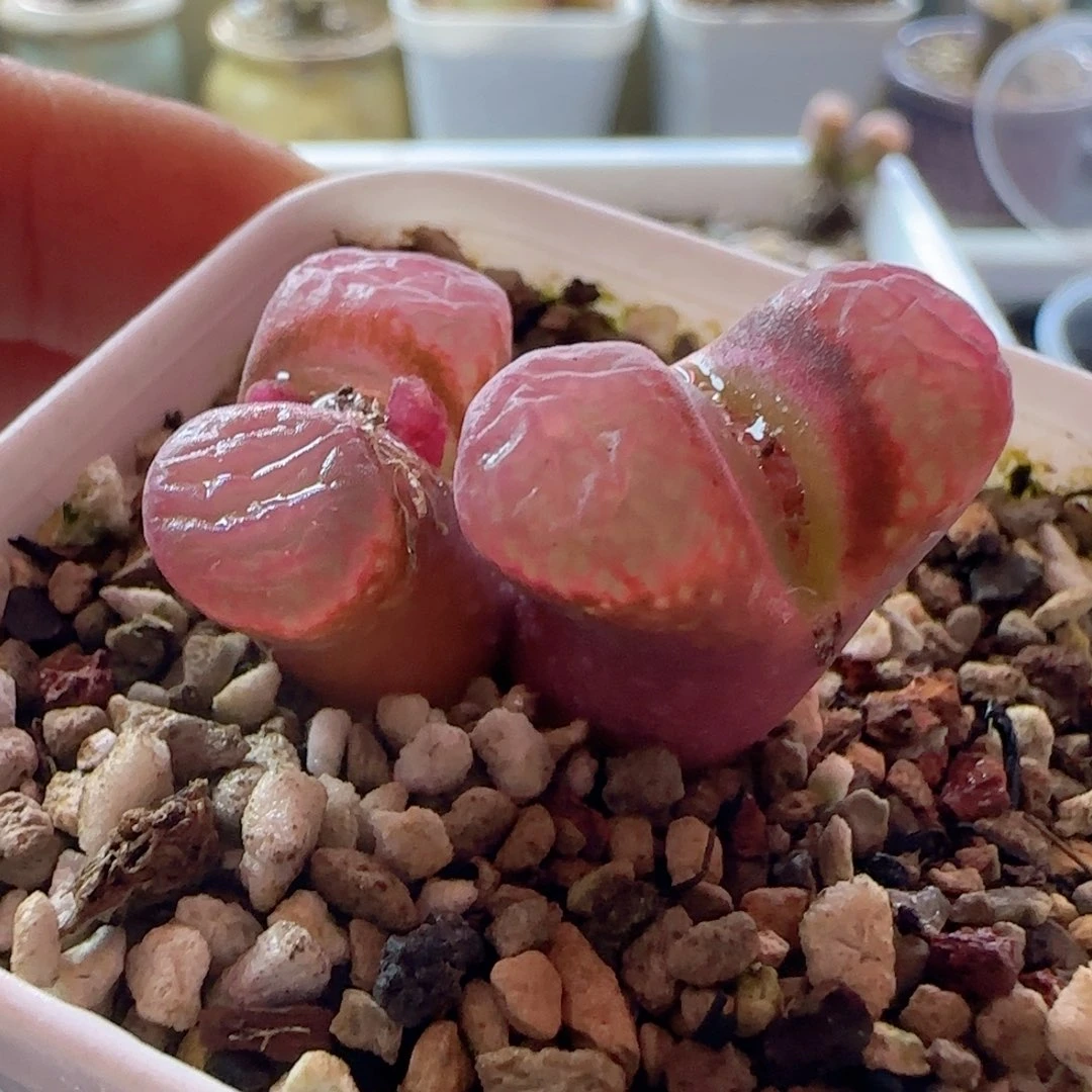 各长各的大漂亮。