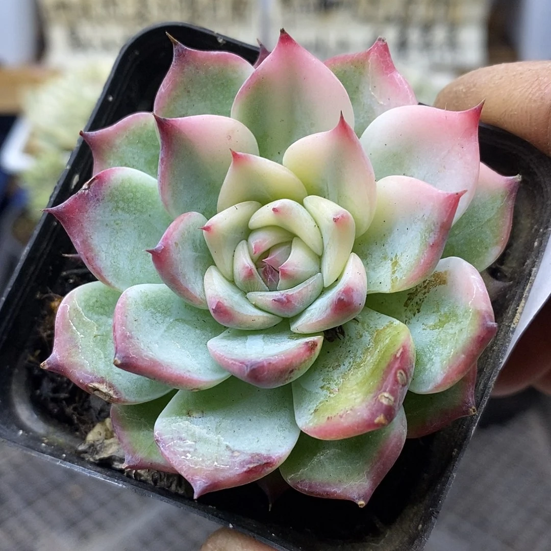 28107 吉娃娃半覆轮锦