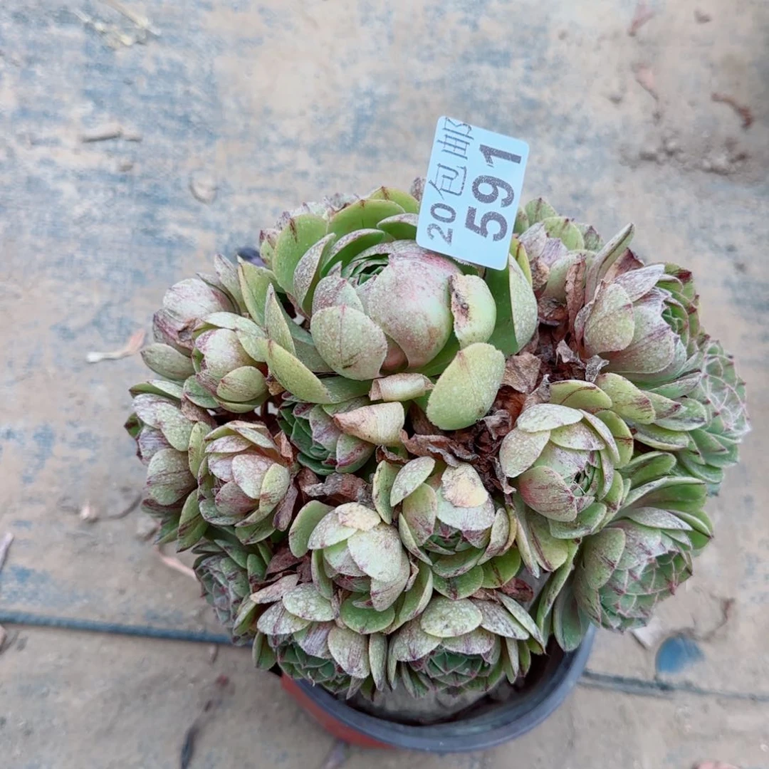 万拉丝多肉591满20包邮断枝不包