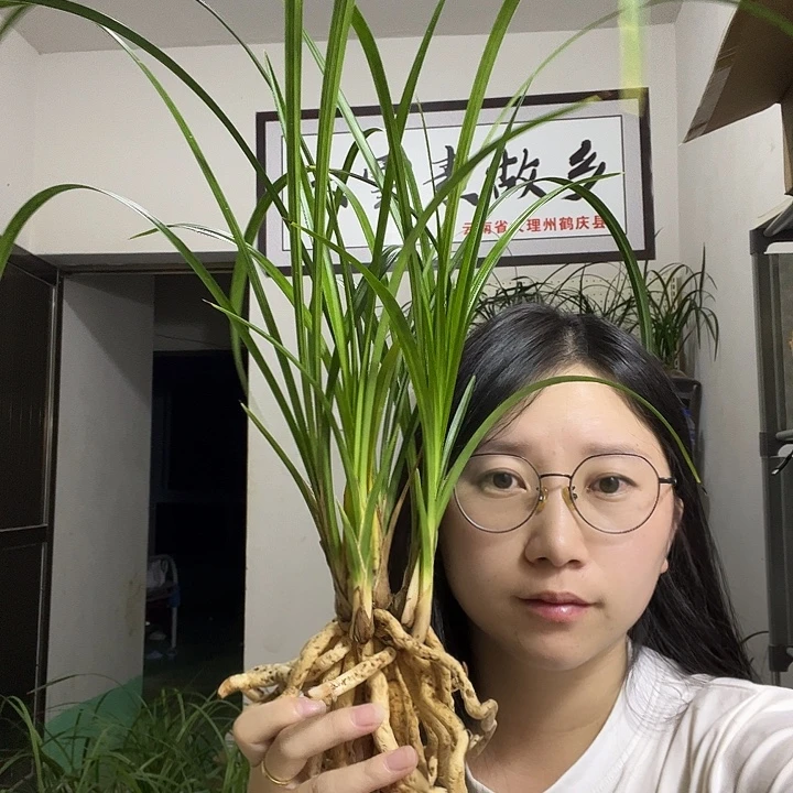 大部分开放少量花苞